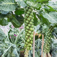 Brussel Sprouts